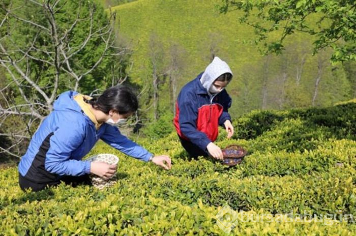 Kilosu 4 bin 500 lira olan çay, toplanmaya başlandı
