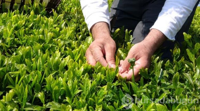 Kilosu 4 bin 500 lira olan çay, toplanmaya başlandı