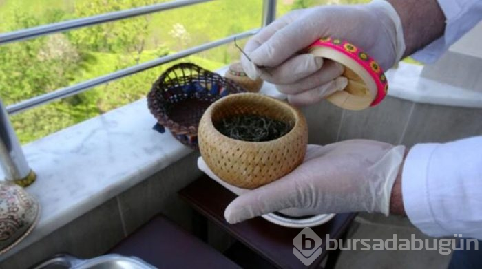 Kilosu 4 bin 500 lira olan çay, toplanmaya başlandı