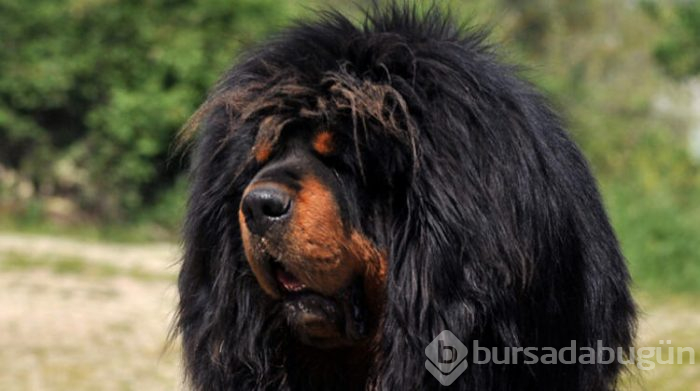 12 ülke, Bursa'daki 300 bin liralık köpeğin peşinde