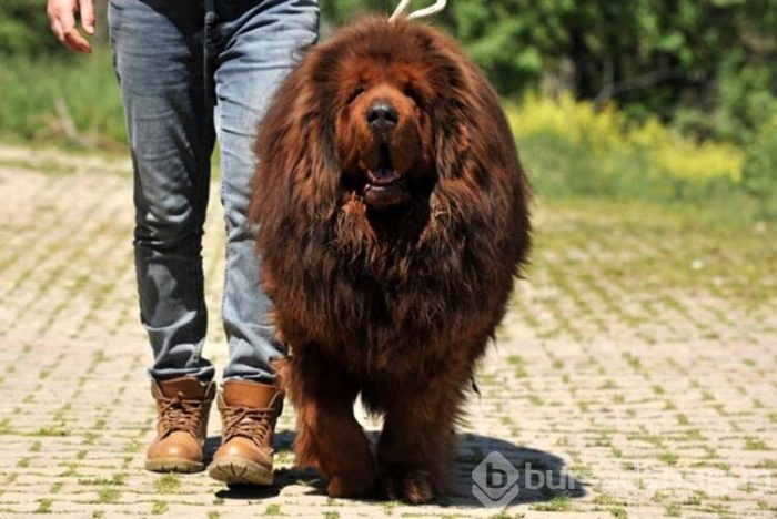 12 ülke, Bursa'daki 300 bin liralık köpeğin peşinde