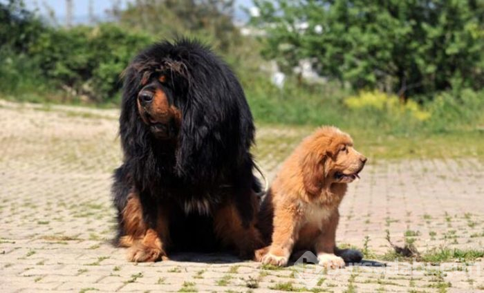 12 ülke, Bursa'daki 300 bin liralık köpeğin peşinde
