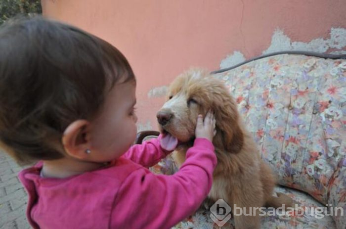 12 ülke, Bursa'daki 300 bin liralık köpeğin peşinde