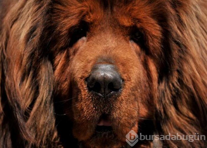 12 ülke, Bursa'daki 300 bin liralık köpeğin peşinde