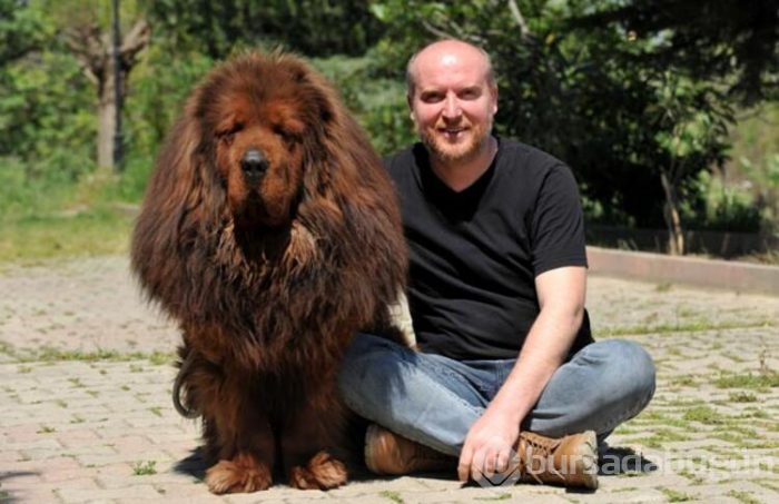 12 ülke, Bursa'daki 300 bin liralık köpeğin peşinde