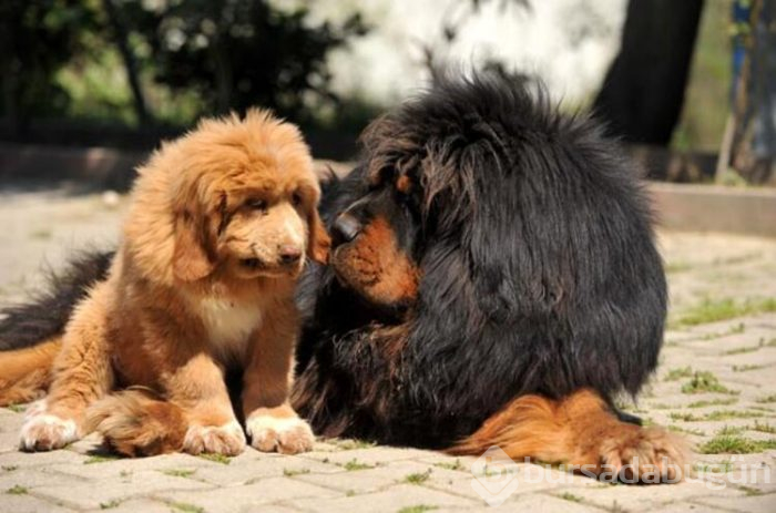 12 ülke, Bursa'daki 300 bin liralık köpeğin peşinde