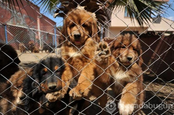 12 ülke, Bursa'daki 300 bin liralık köpeğin peşinde