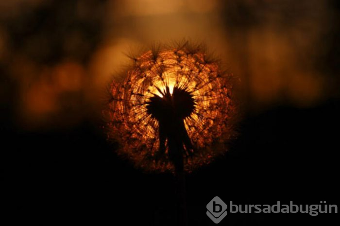 Doğanın süsü: "Karahindiba"