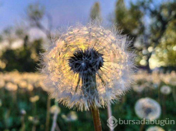 Doğanın süsü: "Karahindiba"