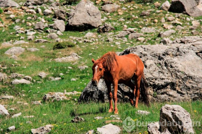 Bahar geldi, atlar Munzur Dağı'nda özgür kaldı