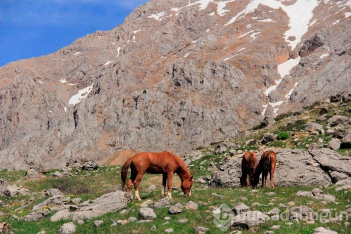 Bahar geldi, atlar Munzur Dağı'nda özgür kaldı