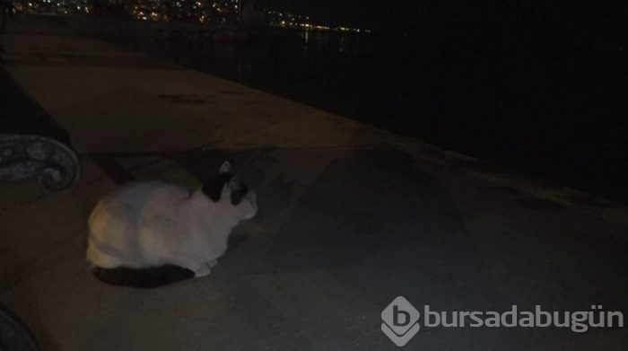 Büyükçekmece sahilinde mavi ışık şöleni