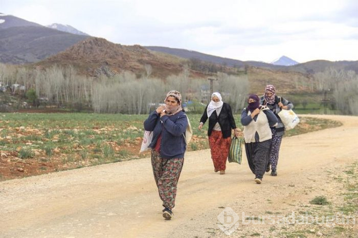 Kendiliğinden yetişiyor, tam bir şifa deposu! 