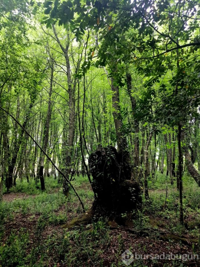 Muğla'da cennet köşesi; Sığla Ormanları