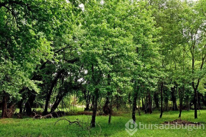 Muğla'da cennet köşesi; Sığla Ormanları