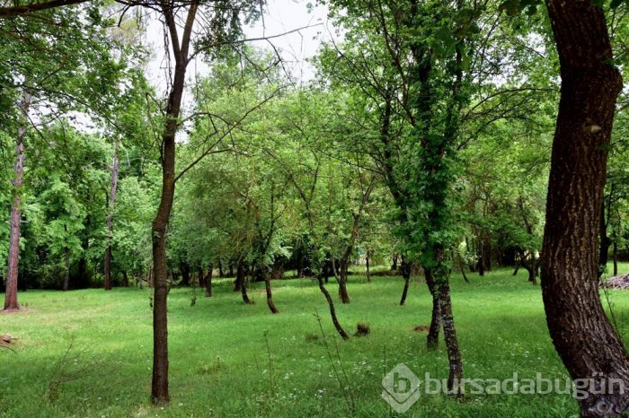 Muğla'da cennet köşesi; Sığla Ormanları