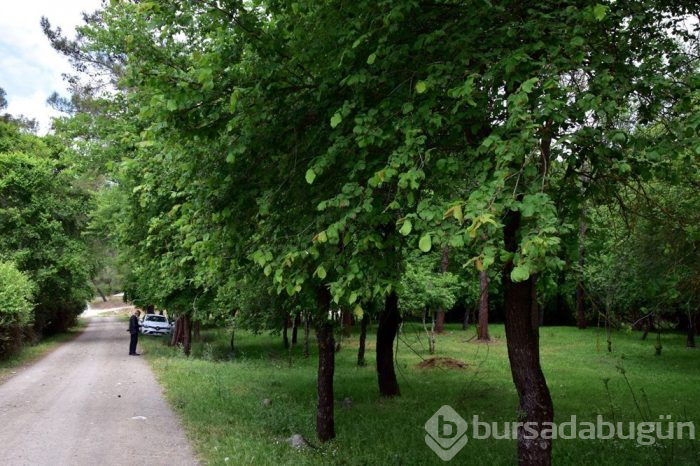 Muğla'da cennet köşesi; Sığla Ormanları