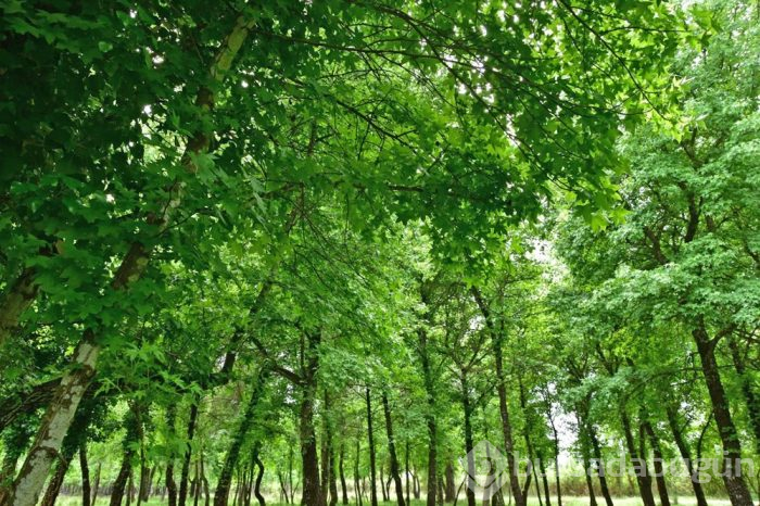 Muğla'da cennet köşesi; Sığla Ormanları