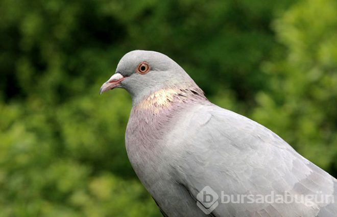 Posta güvercinleri yollarını nasıl buluyordu? 