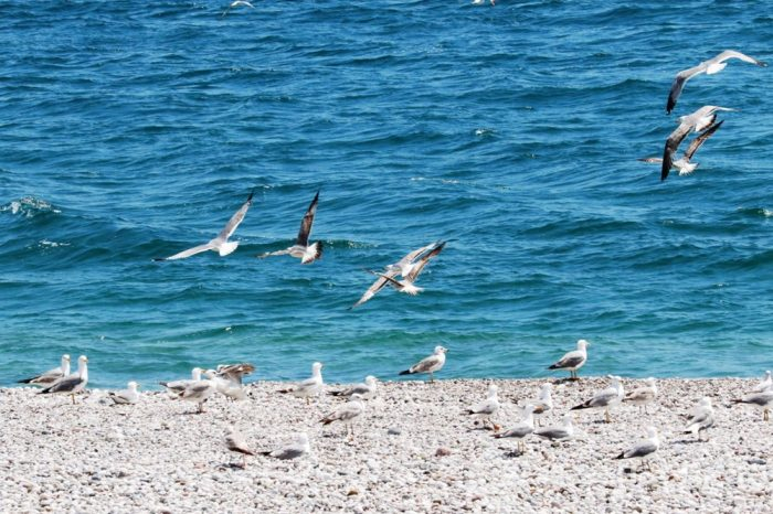 Antalya'nın Konyaaltı Sahili martılara kaldı