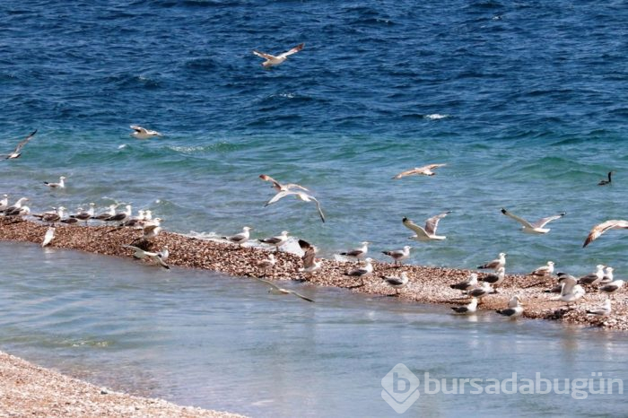 Antalya'nın Konyaaltı Sahili martılara kaldı