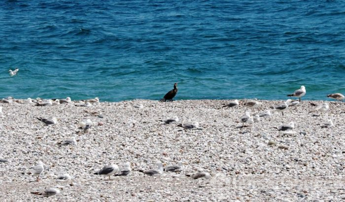 Antalya'nın Konyaaltı Sahili martılara kaldı
