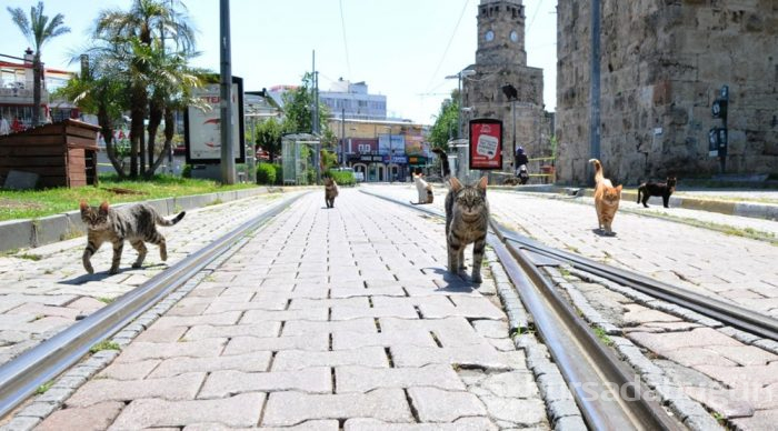 Koronavirüsten dolayı kediler bile sosyal mesafeye uyuyor