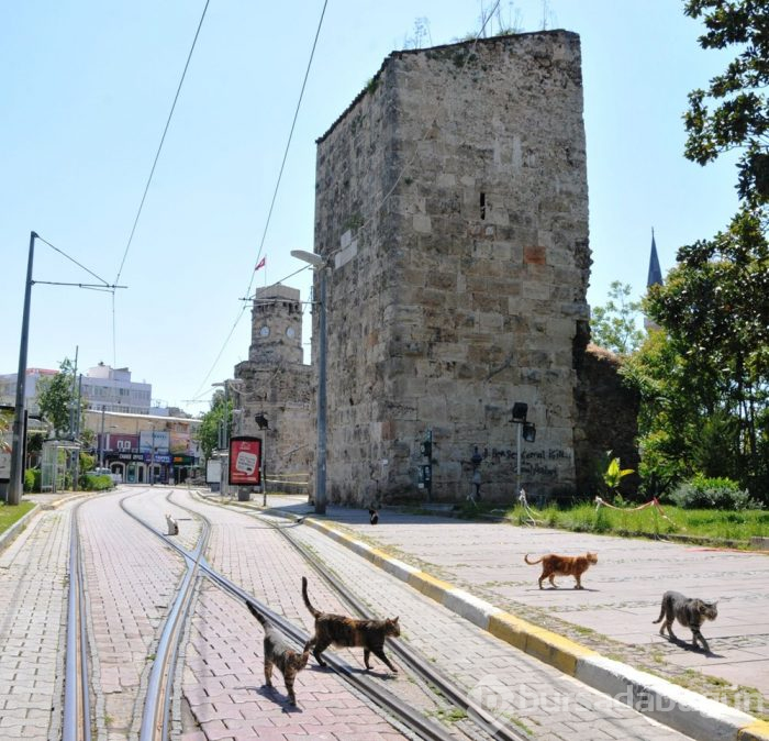 Koronavirüsten dolayı kediler bile sosyal mesafeye uyuyor