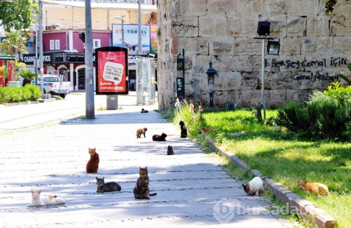 Koronavirüsten dolayı kediler bile sosyal mesafeye uyuyor