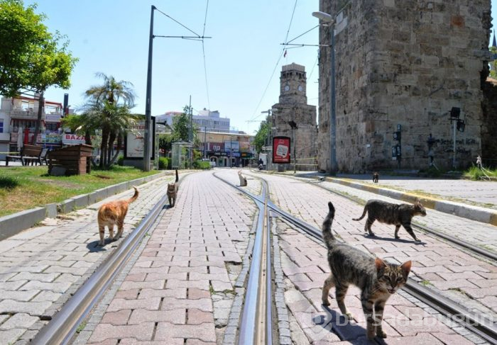 Koronavirüsten dolayı kediler bile sosyal mesafeye uyuyor