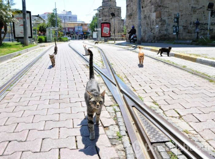 Koronavirüsten dolayı kediler bile sosyal mesafeye uyuyor