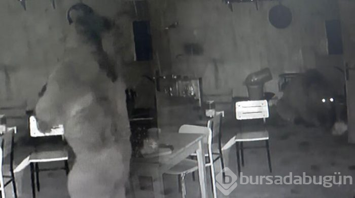 Alabalık tesisine ayı girdi! 