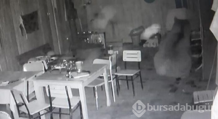 Alabalık tesisine ayı girdi! 