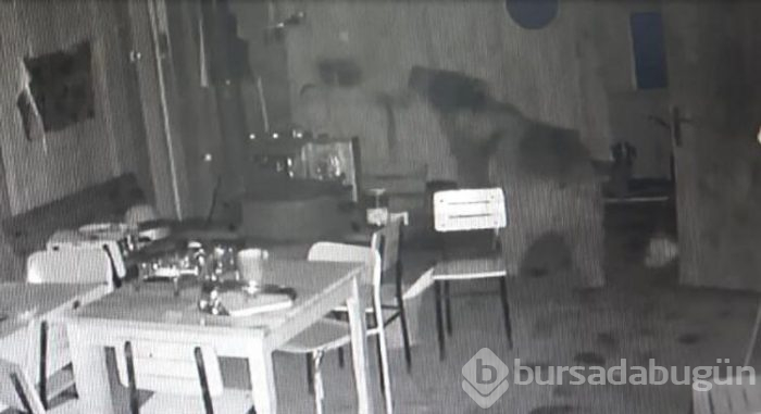 Alabalık tesisine ayı girdi! 
