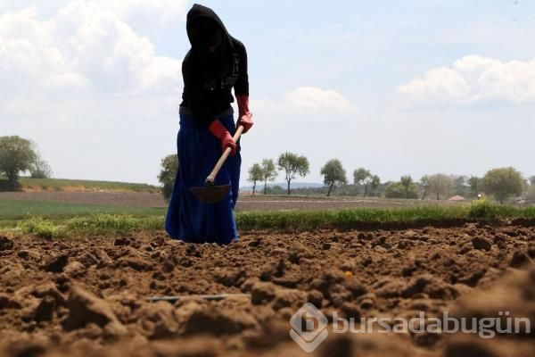 İşçi Bayramı'nda tarlada çalıştılar 
