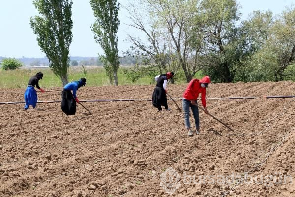 İşçi Bayramı'nda tarlada çalıştılar 