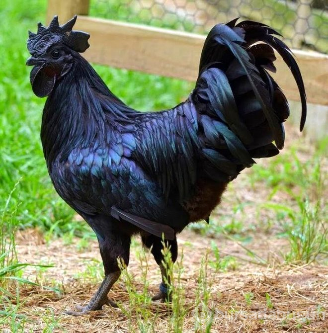 Gagasından iç organlarına kadar her şeyiyle siyah olan özel tavuk!