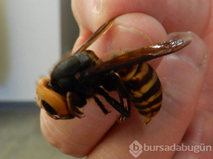  Vespa Mandarinia adıyla tanınan dev katiller bölgeye ulaştı! 