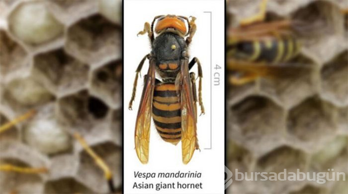  Vespa Mandarinia adıyla tanınan dev katiller bölgeye ulaştı! 
