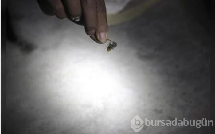  Vespa Mandarinia adıyla tanınan dev katiller bölgeye ulaştı! 