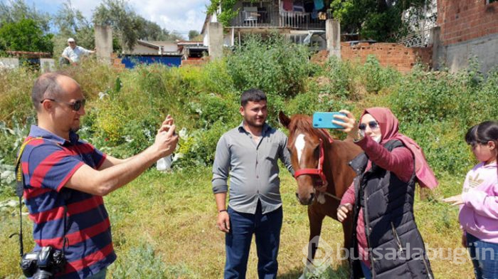 At üstünde kuş motifi...
