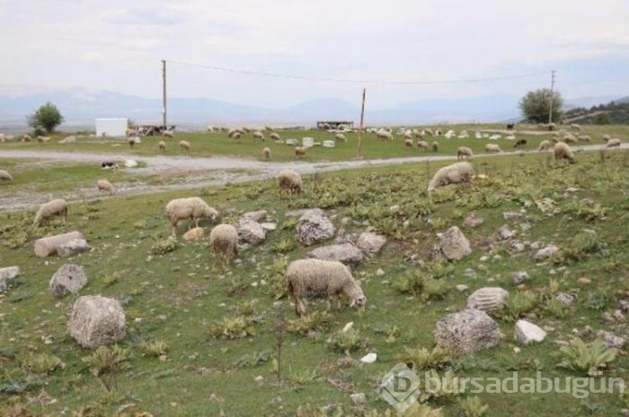 Koyun sürüsü antik kentte