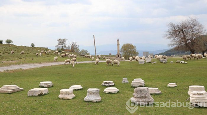 Koyun sürüsü antik kentte
