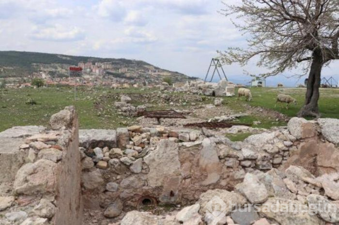 Koyun sürüsü antik kentte