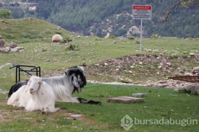 Koyun sürüsü antik kentte