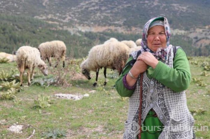 Koyun sürüsü antik kentte