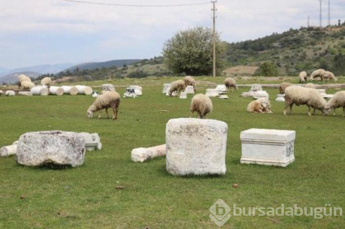 Koyun sürüsü antik kentte