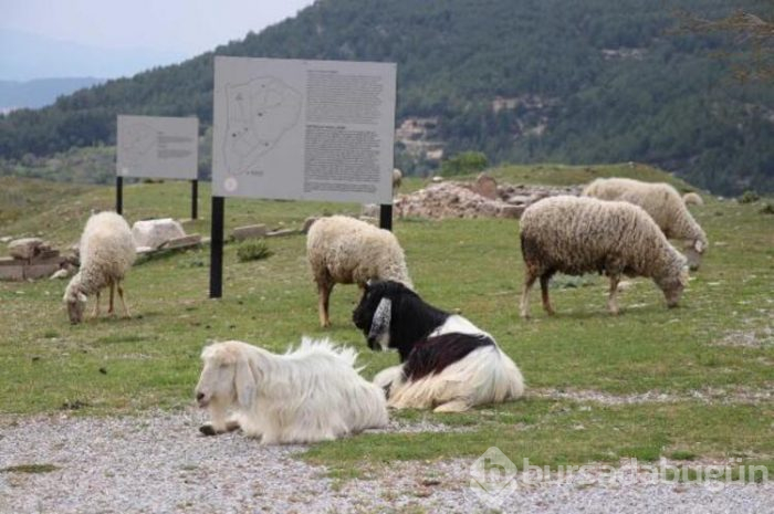 Koyun sürüsü antik kentte