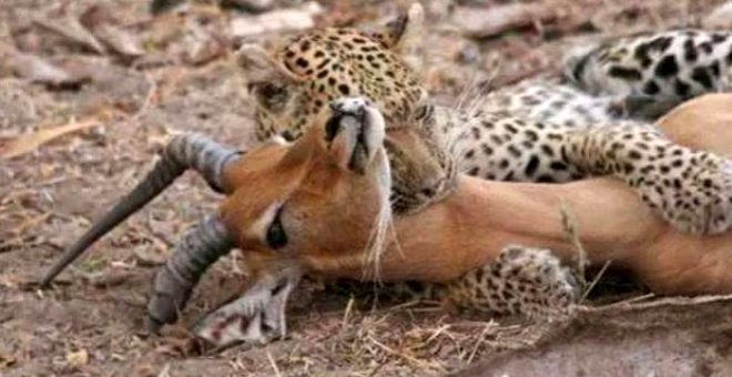 Yemek için yakaladığı impalanın hamile olduğunu anlayan leopardan inanılmaz tepki