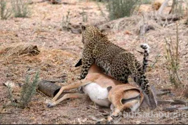 Yemek için yakaladığı impalanın hamile olduğunu anlayan leopardan inanılmaz tepki
